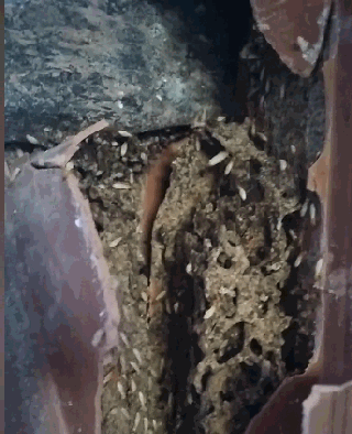 泉港区涂岭镇一个白蚁灭治项目 白蚁发生在房套上